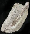Oreodont (Merycoidodon) Jaw - Wyoming #27580-2